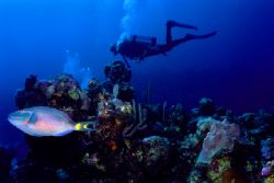 Wanna race? Stoplight Parrotfish leaves diver in the dust... by Matthew Shanley 